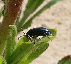 Plagiodera versicolora