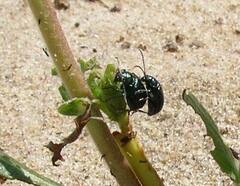 Plagiodera versicolora