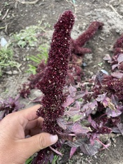 Amaranthus caudatus