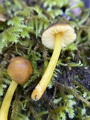 Pluteus romellii