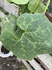 Cucurbita