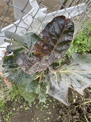 Solanum betaceum