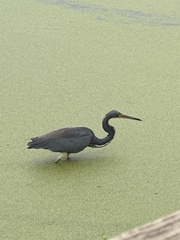 Egretta tricolor