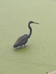 Egretta tricolor