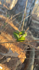 Lonicera fragrantissima