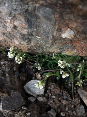 Draba gilliesii