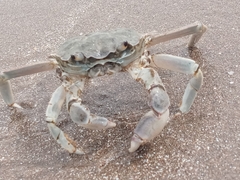 Cyrtograpsus angulatus