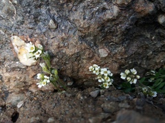 Draba gilliesii