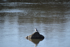 Larus californicus