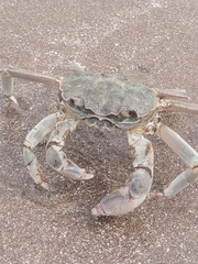 Cyrtograpsus angulatus