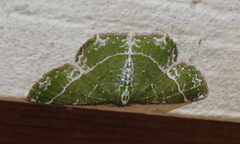 Eucyclodes insperata