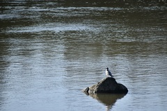 Larus californicus