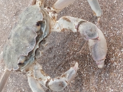 Cyrtograpsus angulatus