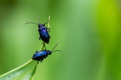 Alticina