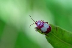 Oedionychina