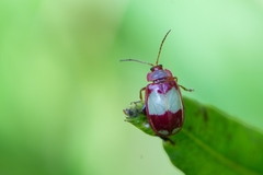 Oedionychina