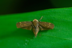 Coelidiinae