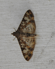 Dysallacta negatalis