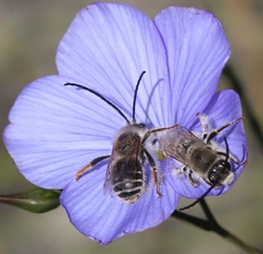 Eucera