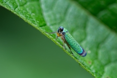 Versigonalia vermiculata