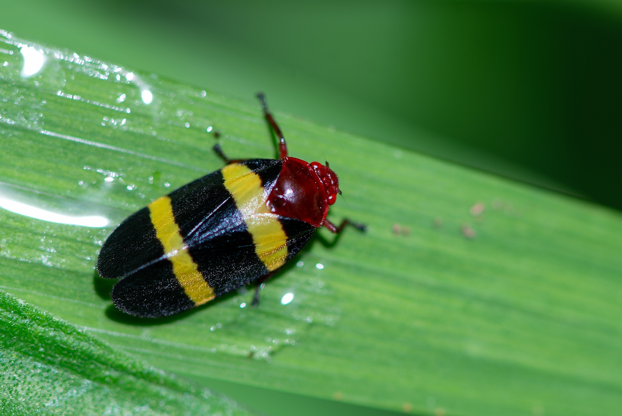 Sphenorhina rubra | Insect Vectors of Plant Disease