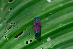 Caragonalia tarsalis