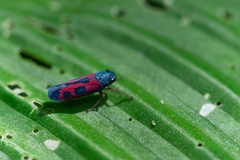 Caragonalia tarsalis