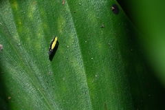 Neodayoungia xanthonota
