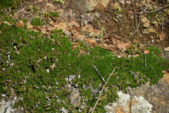 Selaginella hansenii