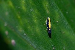 Neodayoungia xanthonota
