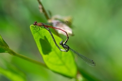 Oxyagrion