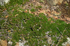 Selaginella hansenii