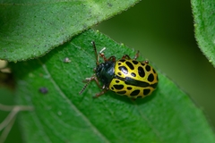 Calligrapha polyspila