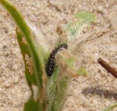 Plagiodera versicolora