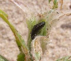 Plagiodera versicolora