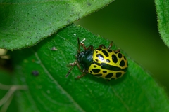 Calligrapha polyspila