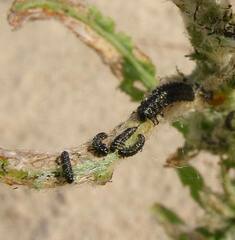 Plagiodera versicolora