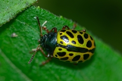 Calligrapha polyspila