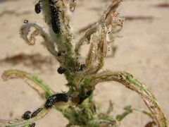 Plagiodera versicolora