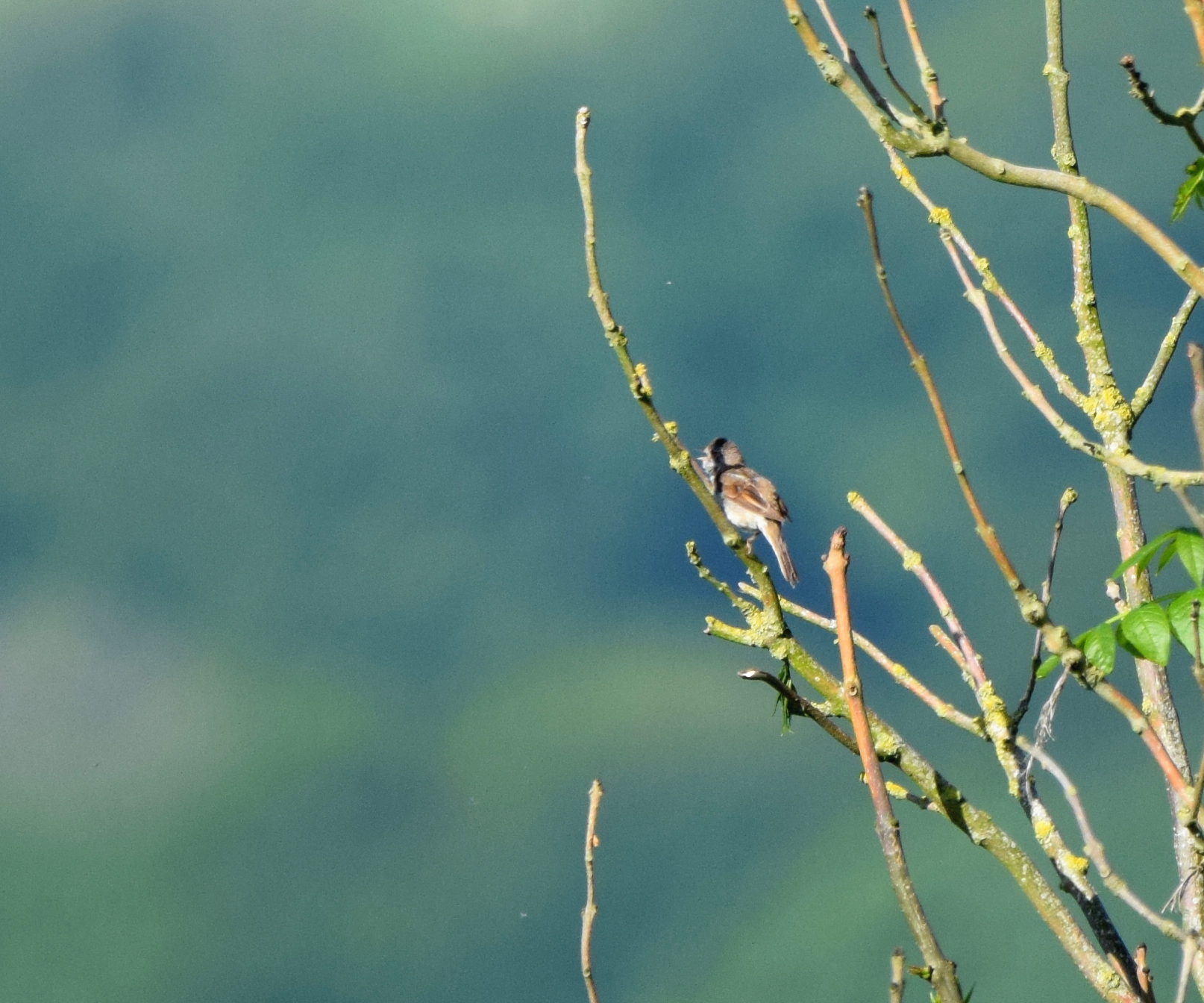 Common Whitethroat