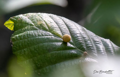 Phylloxera caryaeglobuli