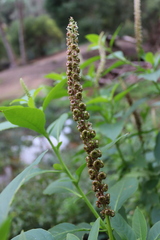 Phytolacca heterotepala