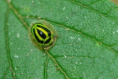 Coptocycla ruficornis