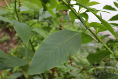 Phytolacca heterotepala