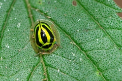 Coptocycla ruficornis