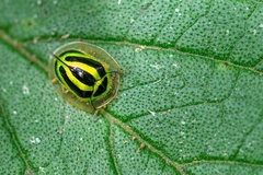 Coptocycla ruficornis