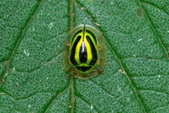 Coptocycla ruficornis