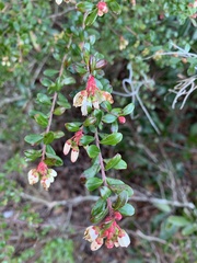 Vaccinium myrsinites