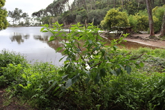 Phytolacca heterotepala