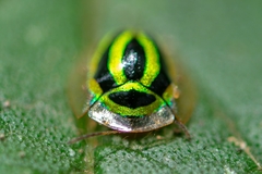 Coptocycla ruficornis